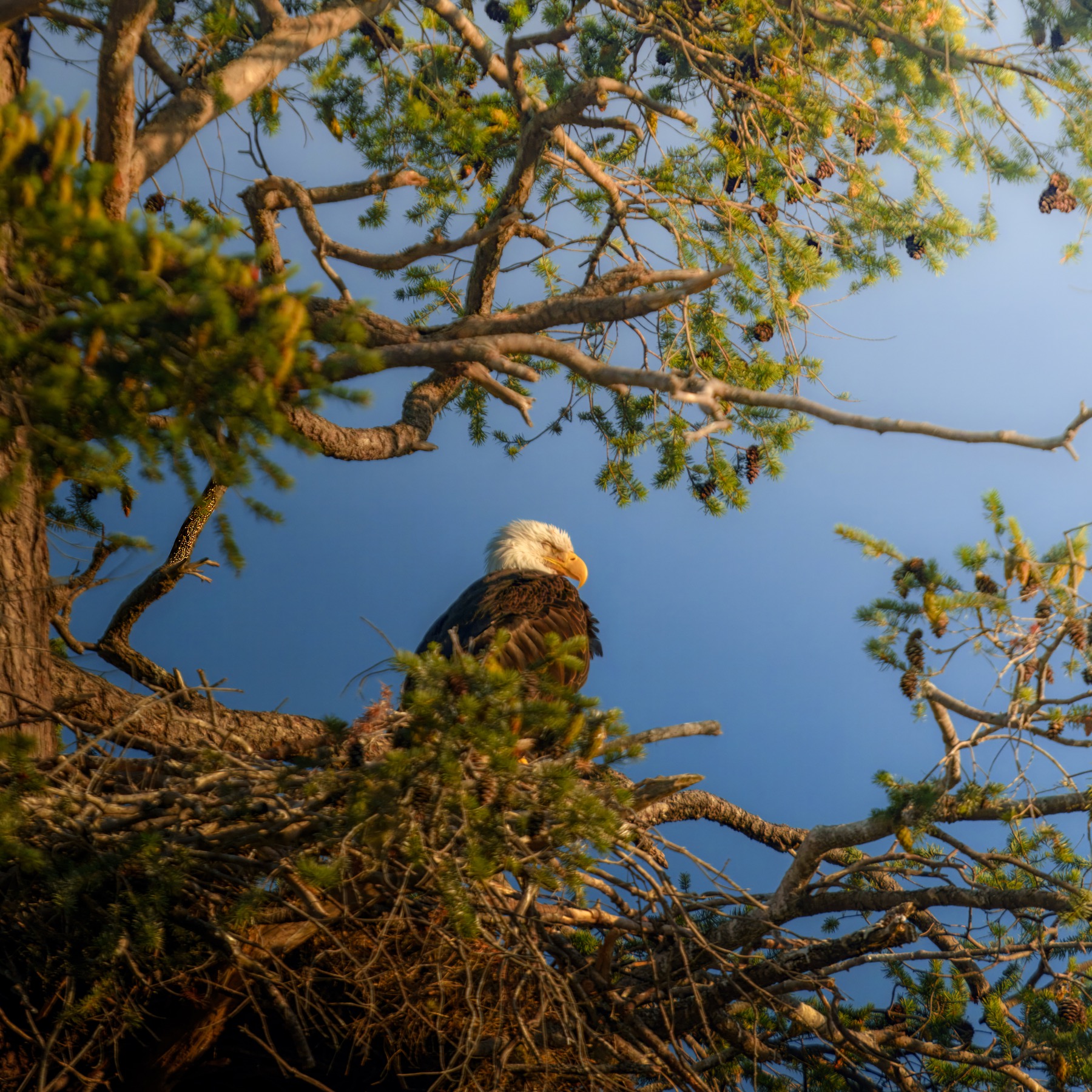 Bald eagle framed by tree branches
